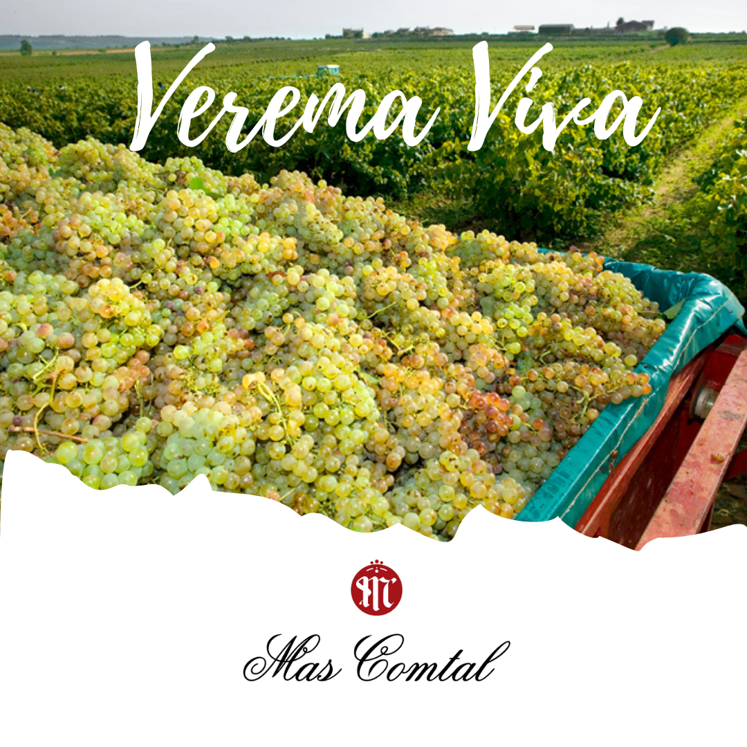 VEREMA VIVA